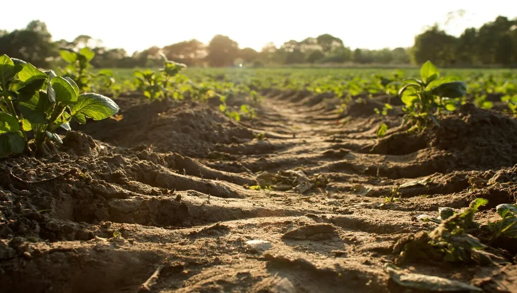 Aumentar la producción de industria petroquímica y fertilizantes a través de proyectos mixtos
